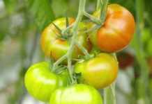 Les tomates en serre, que valent-elles ? Conso-Tomates-en-Serre