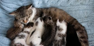 Pourquoi il ne faut jamais donner de lait à son chat Decouvrez-la-raison-pour-laquelle-il-ne-faut-jamais-donner-de-lait-a-son-chat