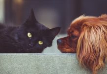 Est-ce une bonne ou une mauvaise idée d’emmener son animal de compagnie au travail ? Emmener-son-animal-de-compagnie-au-travail-bonne-ou-mauvaise-idee