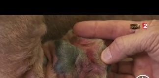 Animal allergique, comment le gérer ? Faune-Comment-gerer-un-animal-allergique-