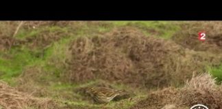 Oiseaux : le grand voyage Faune-Oiseaux-le-grand-voyage