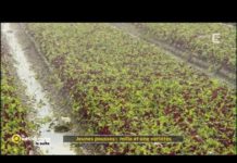 Jeunes pousses : mille et une variété Jeunes-pousses-mille-et-une-variete-La-Quotidienne-la-suite