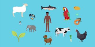 La biodiversité : un enjeu sous-estimé ? La-biodiversite-un-enjeu-sous-estime-CONSOMAG