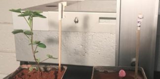 Cultiver sur Mars : la symbiose comme solution ? La-symbiose-une-solution-pour-cultiver-sur-Mars