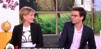 Surprenant, l’axolotl ! Laxolotl-un-petit-animal-tres-surprenant-