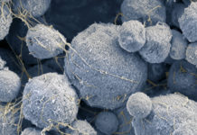 Borgs, une nouvelle forme d’ADN découvert ? Les-borgs-une-nouvelle-forme-dADN