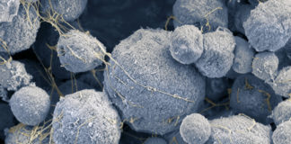 Borgs, une nouvelle forme d’ADN découvert ? Les-borgs-une-nouvelle-forme-dADN