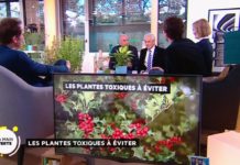 Les plantes toxiques à éviter Les-plantes-toxiques-a-eviter