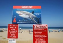 Les surfeurs sont bien confondus avec des proies par les requins Les-requins-confondent-bien-les-surfers-avec-leurs-proies-animales