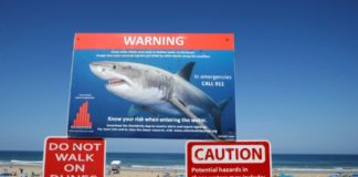 Les surfeurs sont bien confondus avec des proies par les requins Les-requins-confondent-bien-les-surfers-avec-leurs-proies-animales