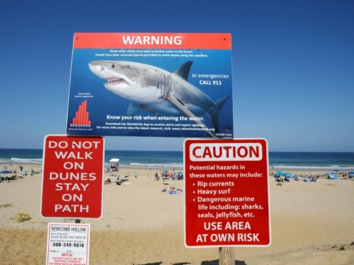 Les-requins-confondent-bien-les-surfers-avec-leurs-proies-animales