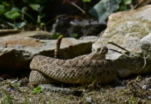 L’illusion auditive du serpent à sonnette Lillusion-auditive-du-serpent-a-sonnette