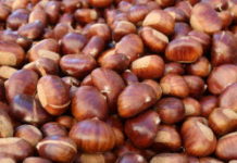 Châtaigne : découvrez-en les bienfaits Nutrition -Cholesterol-vitamines -Tous-les-bienfaits-de-la-chataigne