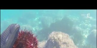 Le piquant du sud : l’oursin Oursin-le-piquant-du-sud-La-Quotidienne-la-suite