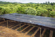 La reforestation doit être raisonnée Pour-une-reforestation-raisonnee