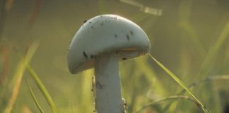 Champignons: quel est le plus dangereux de France ? Quel-est-le-champignon-le-plus-dangereux-de-France-