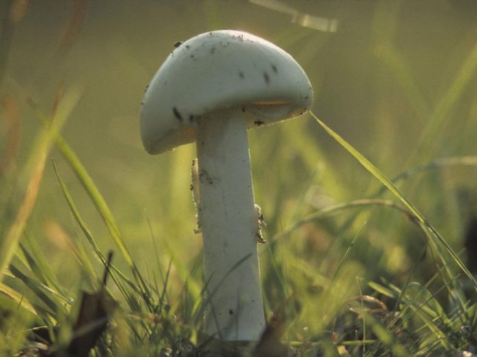 Quel-est-le-champignon-le-plus-dangereux-de-France-