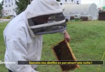 Sauvez les abeilles : parrainez une ruche ! Sauvons-nos-abeilles-en-parrainant-une-ruche-