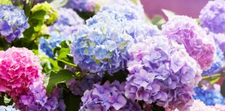 Jardin d’hiver : 9 fleurs qui résistent le mieux au froid 9-fleurs-qui-resistent-le-mieux-au-froid-pour-un-beau-jardin-dhiver