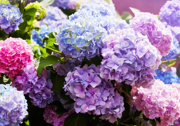 9-fleurs-qui-resistent-le-mieux-au-froid-pour-un-beau-jardin-dhiver
