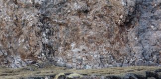 La panthère des neiges A-la-recherche-de-la-panthere-des-neiges