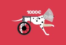 Faut-il assurer son animal de compagnie ? Assurer-son-animal-de-compagnie-a-faire-ou-pas-CONSOMAG