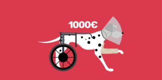 Faut-il assurer son animal de compagnie ? Assurer-son-animal-de-compagnie-a-faire-ou-pas-CONSOMAG