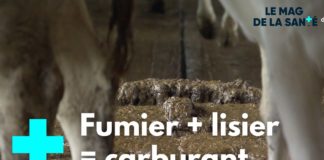 Le biogaz, du lisier transformé en carburant Biogaz-du-lisier-recycle-en-carburant-