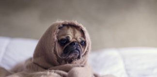 Votre chien et son bien-être agressés par certains bruits Ces-bruits-qui-stressent-votre-chien-et-nuisent-a-son-bien-etre