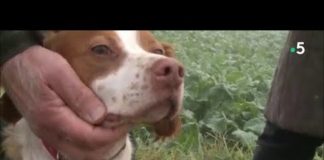 Comment adopter son animal dans un refuge ? Comment-adopter-son-animal-dans-un-refuge-