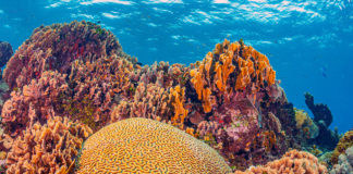 Les coraux rendus plus résistants à la chaleur grâce à des bactéries Des-bacteries-rendent-les-coraux-plus-resistants-a-la-chaleur