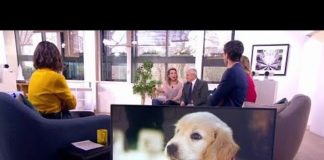 Faut-il faire stériliser son animal ? Dois-je-faire-steriliser-mon-animal-