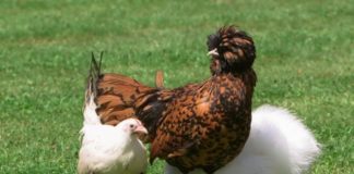 Belles poules Faune-Belles-poules