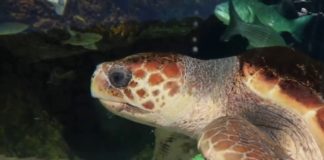 La tortue Faune-La-tortue