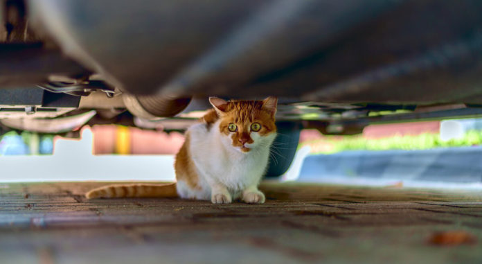 Hiver-attention-aux-chats-caches-sous-votre-voiture