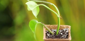 Des boutures facile Jardin-Boutures-facile