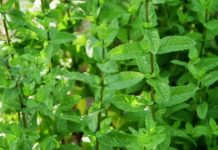 La vie sexuelle des légumes Jardin-La-vie-sexuelle-des-legumes