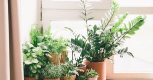 Des astuces pour en prendre des plantes d'extérieur cet hiver Jardinage -Plantes-d039exterieur-des-astuces-pour-en-prendre-soin-cet-hiver