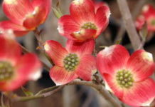 Robustes, faciles d'entretien : les multiples visages du cornouiller à planter en automne Jardinage -Robustes-faciles-d039entretien-les-multiples-visages-du-cornouiller-a-planter-en-automne