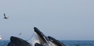 Plus voraces qu’il n’y parait, les baleines ! L039appetit-des-baleines-bien-plus-gros-qu039estime-et-essentiel-pour-l039ecosysteme