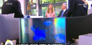 La méduse, nouvel animal de compagnie ? La-meduse-nouvel-animal-de-compagnie-