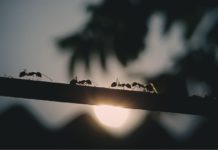 L’intelligence collective a-t-elle fait rétrécir le cerveau humain ? Le-cerveau-humain-a-t-il-retreci-a-cause-de-l039intelligence-collective