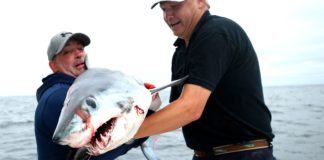 Presque sauvé, le requin mako ? Le-requin-mako-presque-sauve-des-eaux