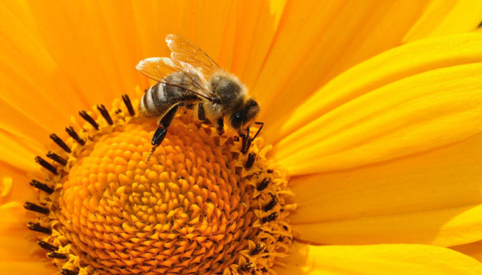 Les-abeilles-ces-insectes-formidables