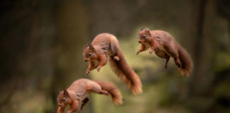 Les rois du parkour ? Les écureuils ! Les-ecureuils-rois-du-parkour