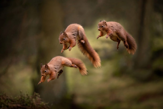 Les-ecureuils-rois-du-parkour