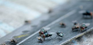 5 astuces de grand-mère pour chasser les mouches de la maison Mouches-dans-la-maison-5-astuces-de-grand-mere-pour-les-chasser