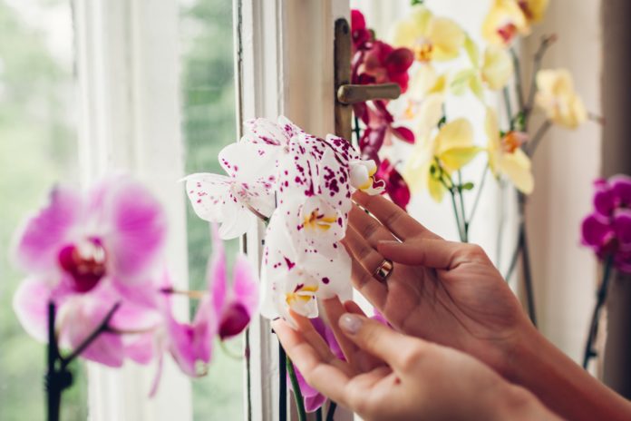 Orchidees-cette-astuce-vraiment-insolite-permet-de-booster-la-floraison-de-nos-plantes-preferees