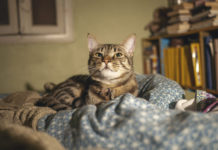 9 signes qui indiquent que votre chat est malheureux Voici-les-9-signes-qui-prouvent-que-votre-chat-est-malheureux