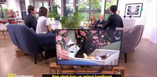 Comment bien vivre avec un animal handicapé ? Bien-vivre-avec-un-animal-handicape